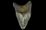Bargain, Fossil Megalodon Tooth - North Carolina #124774-1